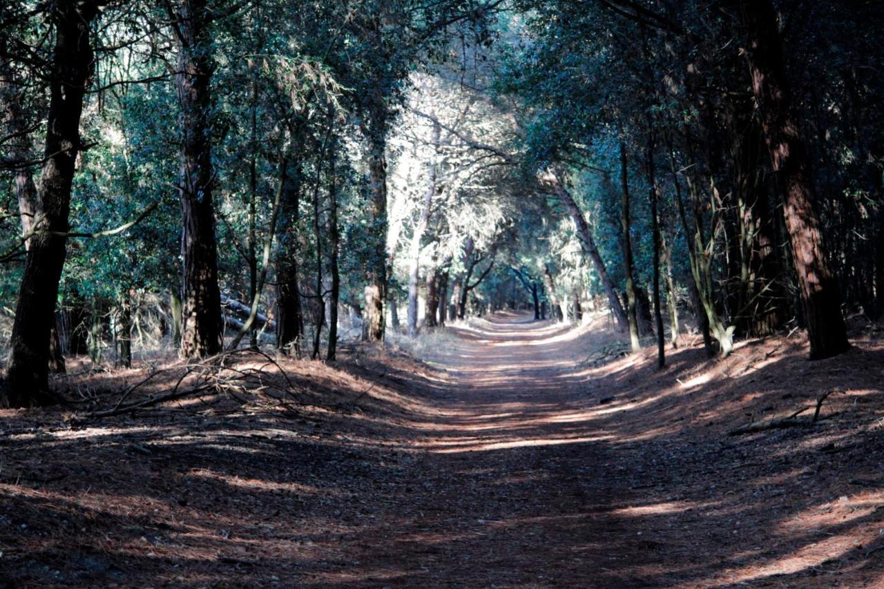 Villa Demi Lido di Pomposa Buitenkant foto
